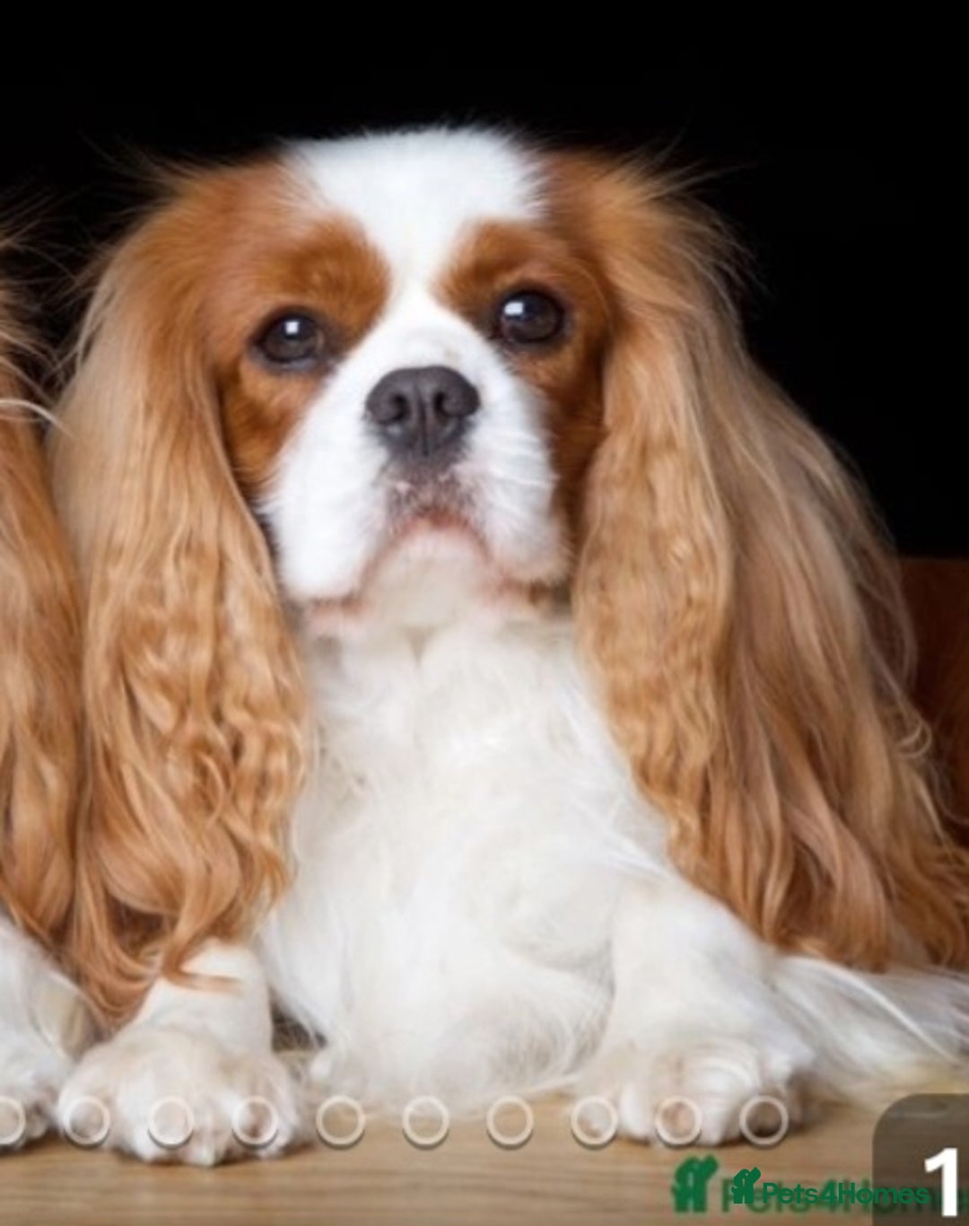 Cavalier King Charles Spaniel dogs for sale: 3 Stunning Cavalier King Charles Pups *DNA CLEAR* - Image 11