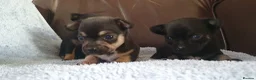 Chihuahua dogs for sale: Beautiful chihuahua puppies  - Advert 6