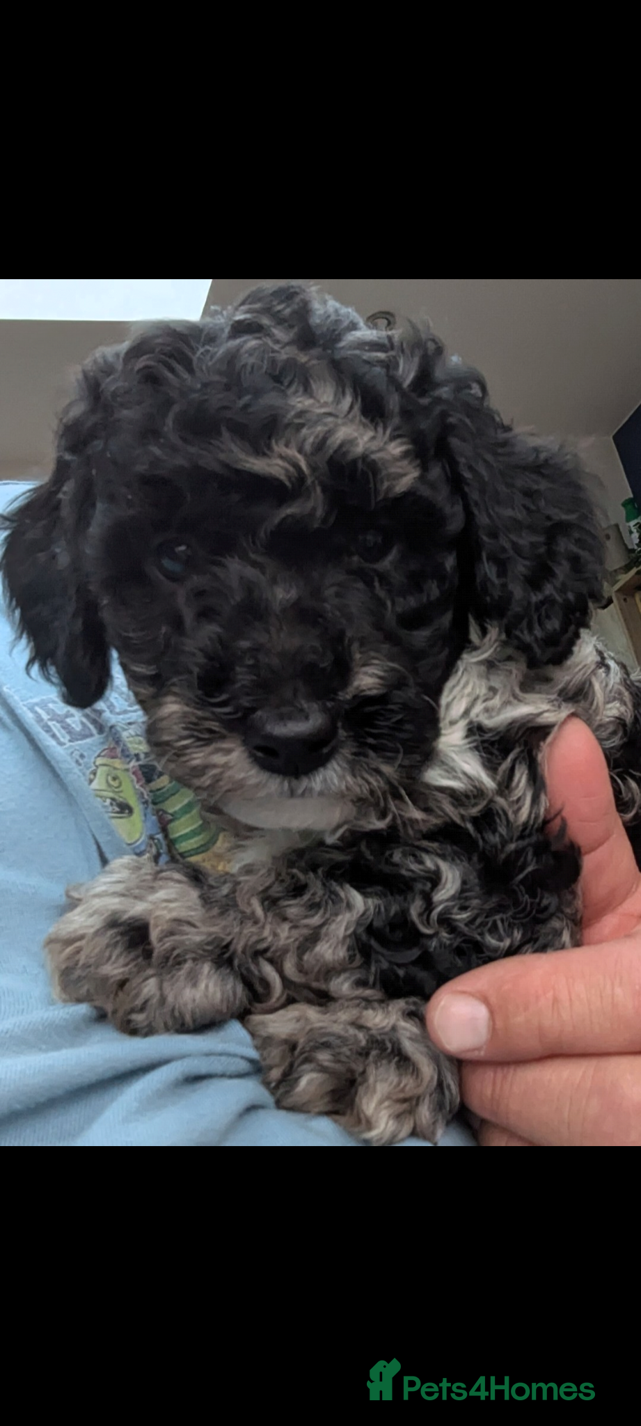Miniature Poodle dogs for sale: Miniature Poodle Puppies (Blue Merl & Black) - Advert 13