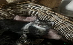 Mixed Breed cats for sale: 6 Of the cutest kittens ever !  - Image 3