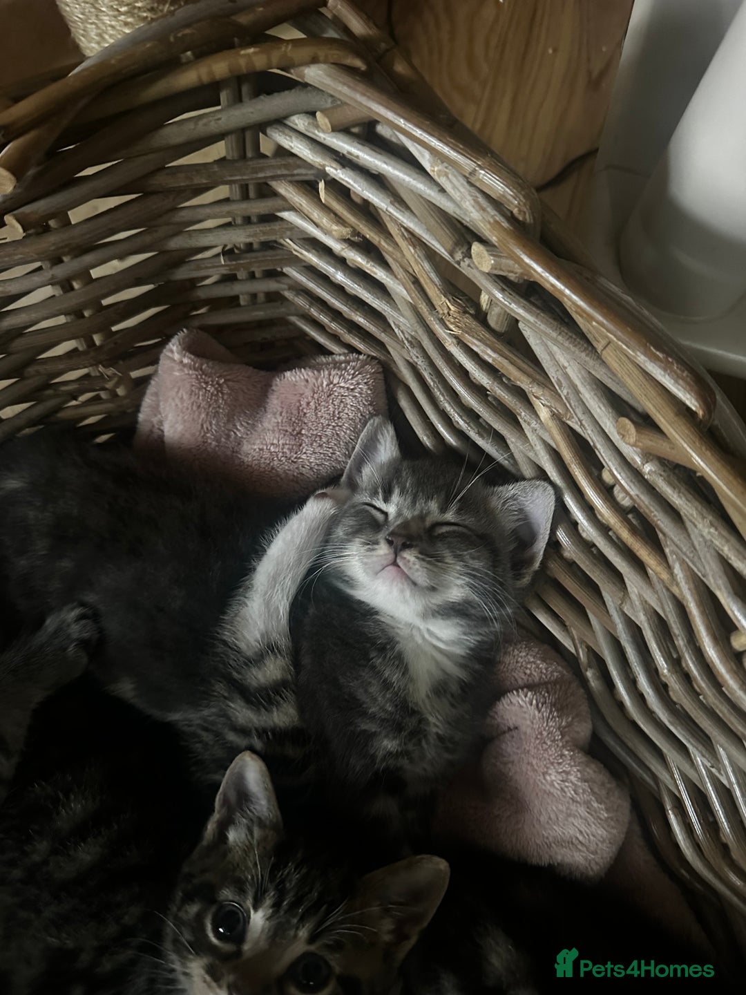 Mixed Breed cats for sale: 6 Of the cutest kittens ever !  - Image 3