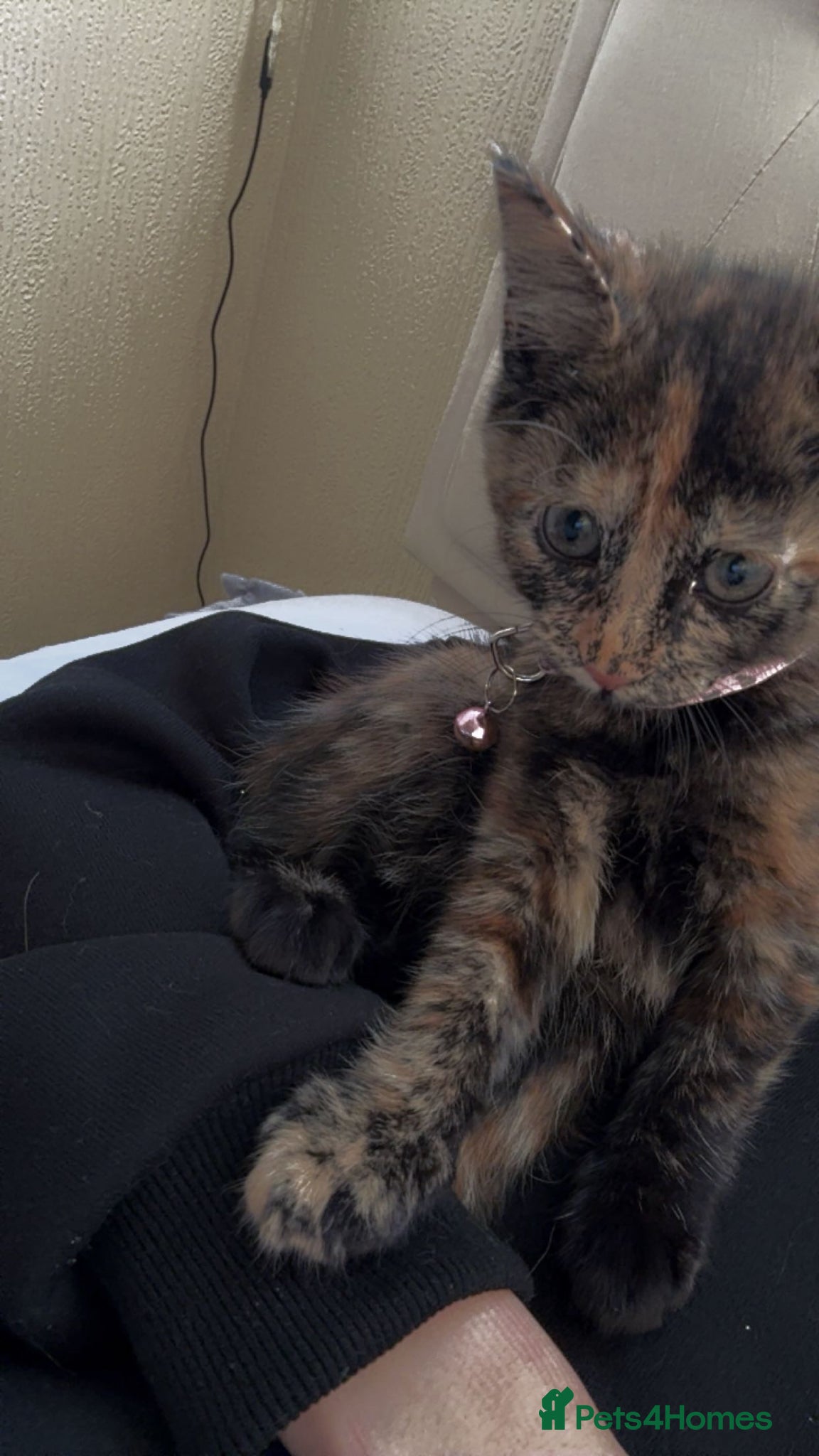 Mixed Breed cats Small kittens for sale - Advert 2