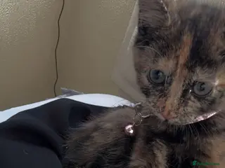 Mixed Breed cats Small kittens for sale - Advert 2