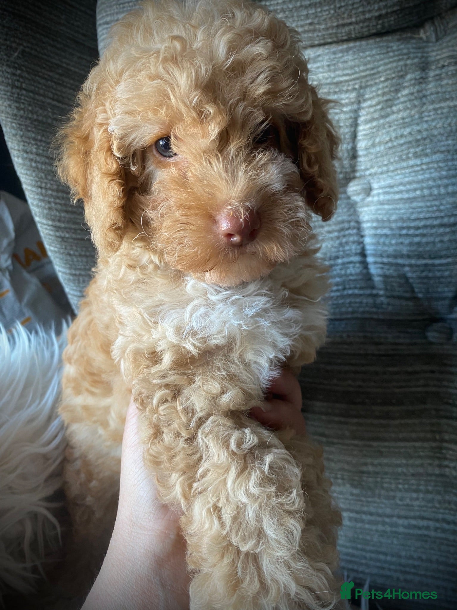 Cockapoo dogs Multi generation DNA Health Clear Cockapoo Pups  - Advert 1