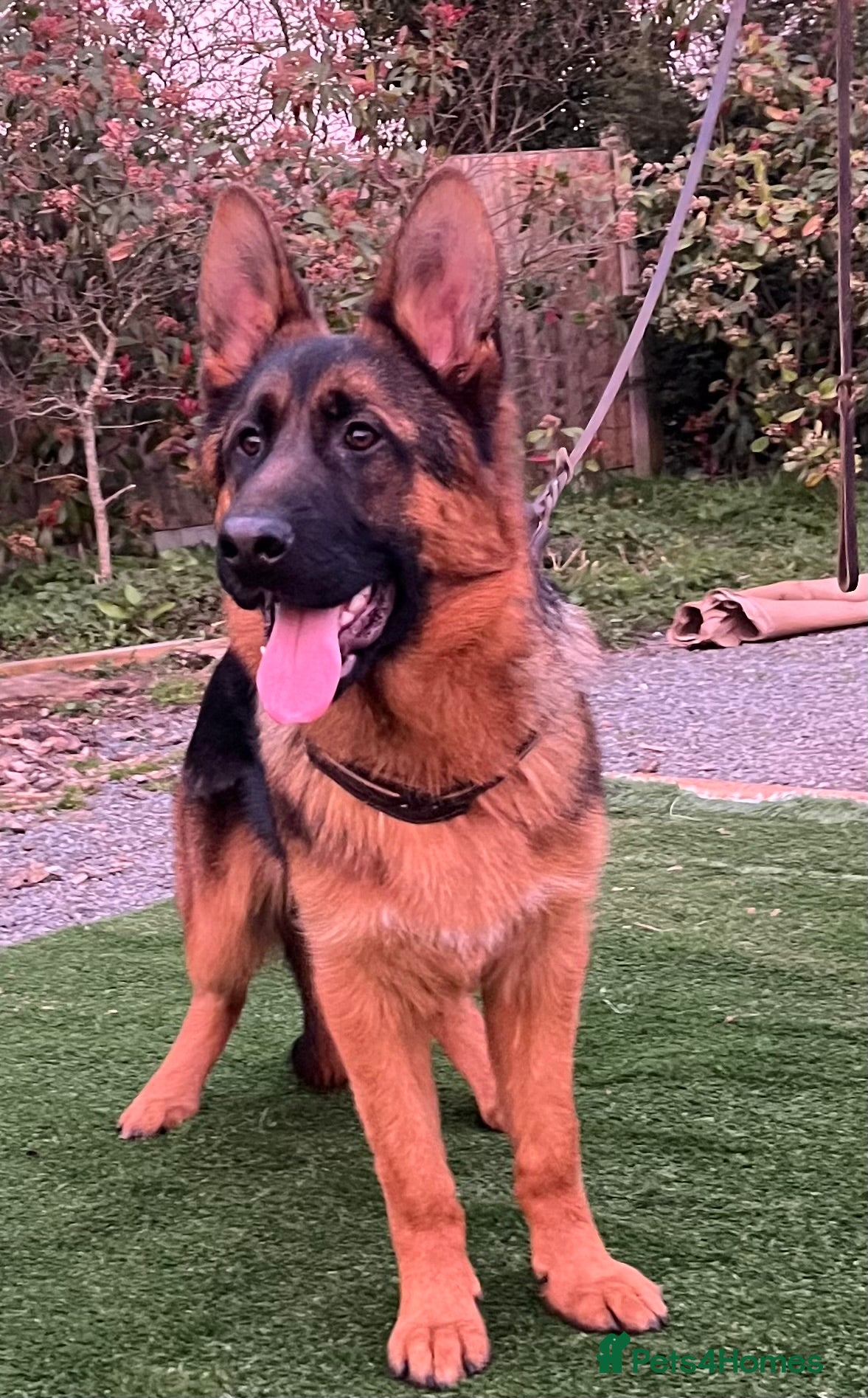 German Shepherd dogs Outstanding Vomkonstanz German Shepherd Litter  - Advert 2