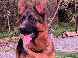 German Shepherd dogs Outstanding Vomkonstanz German Shepherd Litter - Advert 2