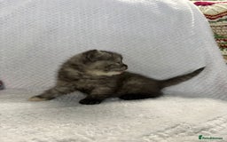 British Shorthair cats for sale: Gorgeous British shorthairs - Image 16