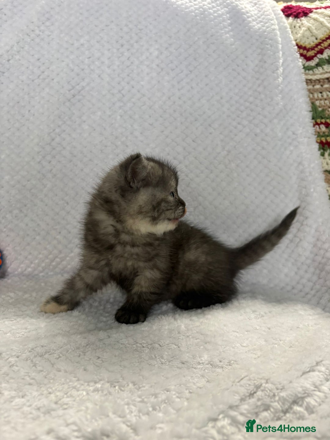 British Shorthair cats for sale: Gorgeous British shorthairs - Image 16