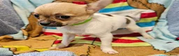 Chihuahua dogs for sale: Adorable Chihuahua puppies ready to leave  - Advert 4