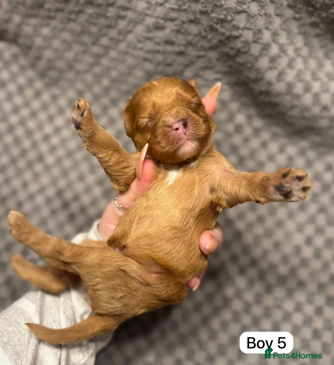 Cavapoo dogs for sale: Cavapoo Puppies - Advert 6