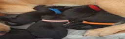 Labrador Retriever dogs for sale: 7 labrador puppies 4 male 3 female - Advert 13