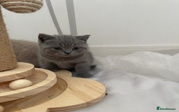 British Shorthair cats for sale: GCCF registered Champion bloodline BSH kittens - Image 18