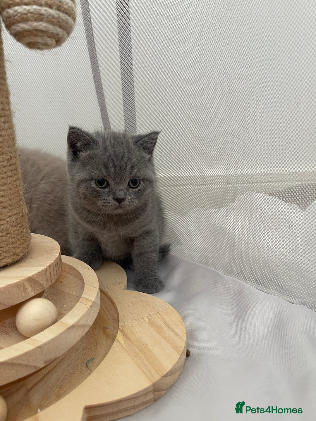 British Shorthair cats for sale: GCCF registered Champion bloodline BSH kittens - Image 18
