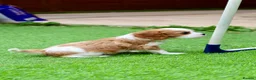 Cavalier King Charles Spaniel dogs for sale: Cavalier Boy Available - Advert 7