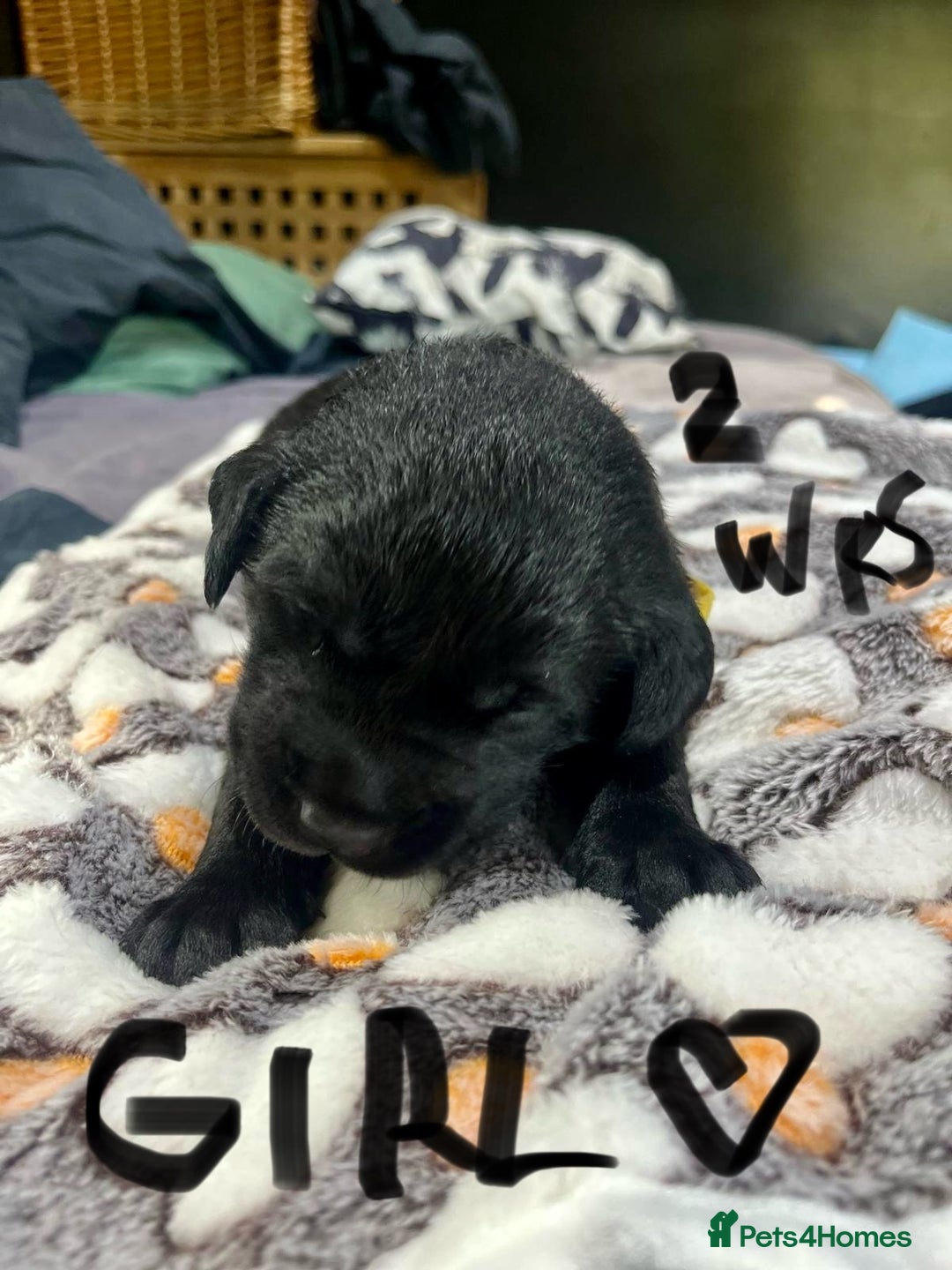 Labrador Retriever dogs for sale: UPDATE-GORGEOUS PUPS ARE HERE!  - Image 16