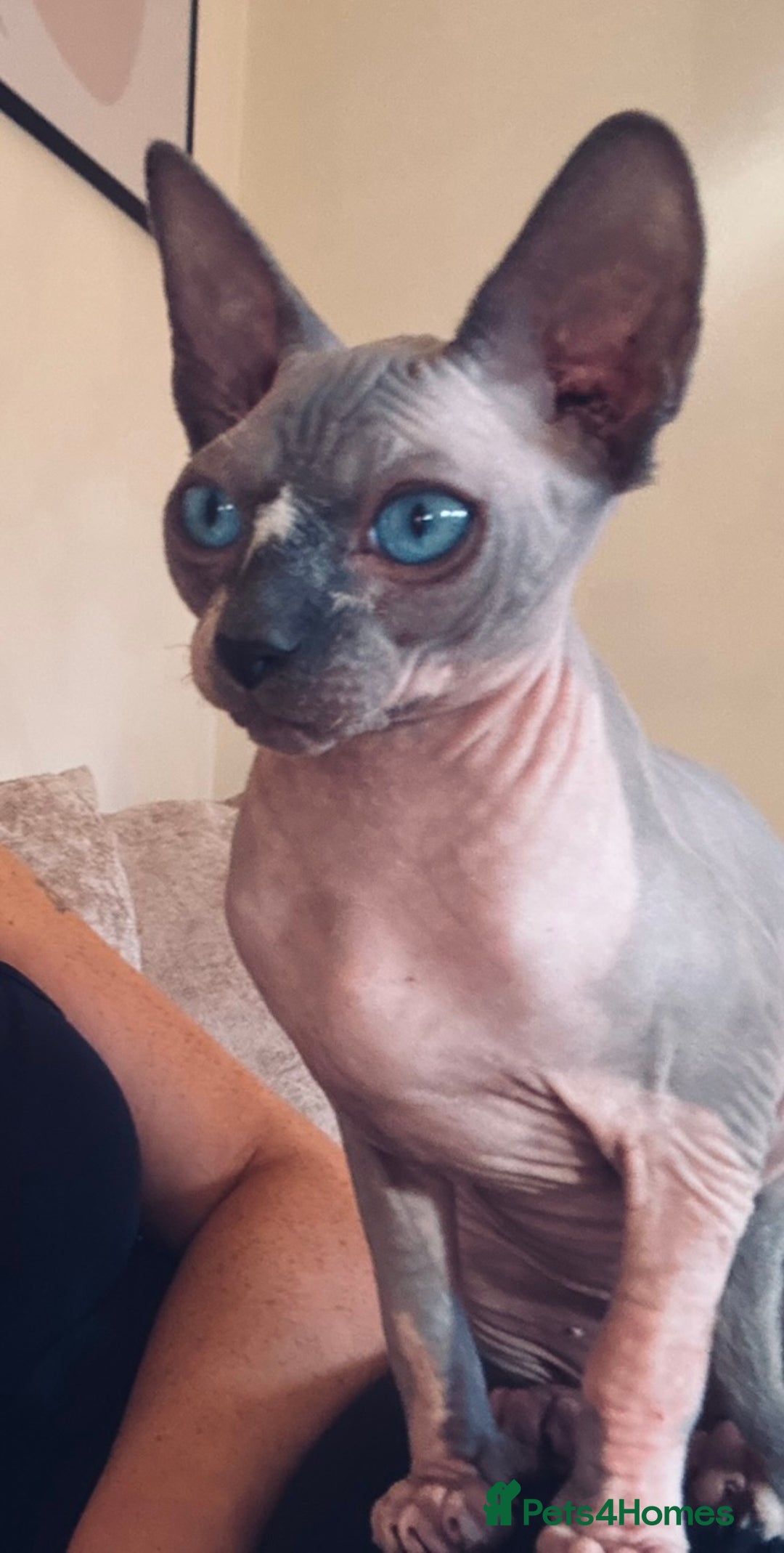 Sphynx cats for sale: Canadian Sphynx  - Advert 2
