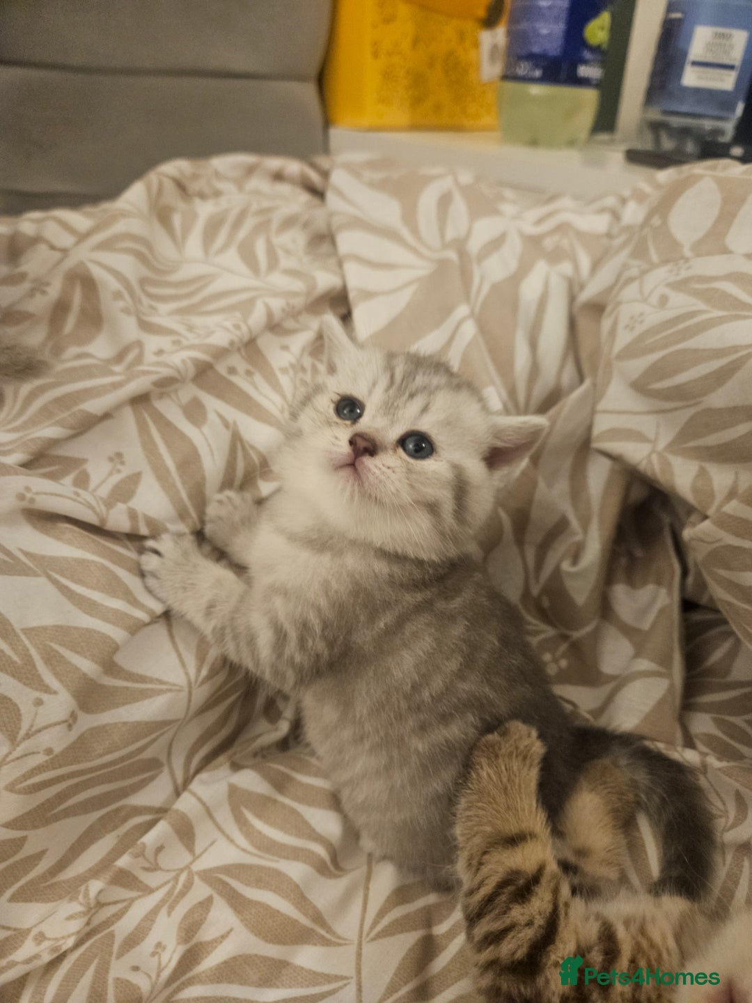British Shorthair cats for sale: British Shorthair kittens! MALE BACK AVAILABLE!  - Advert 4