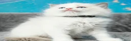 Ragdoll cats for sale: blue bicolour boys and girls available  - Advert 3