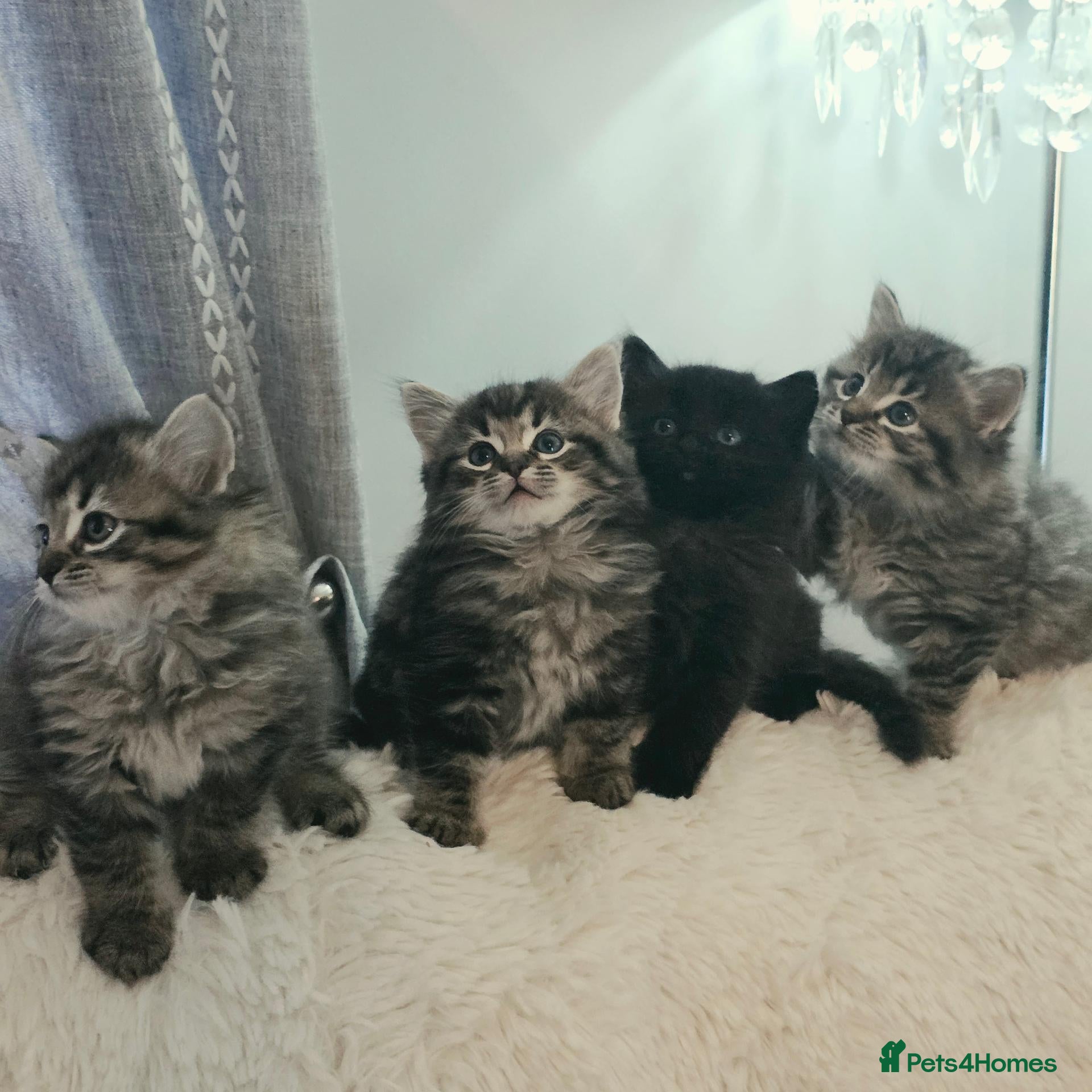 Ragdoll cats for sale: Beautiful Ragdoll cross Norwegian forest kittens  - Advert 9