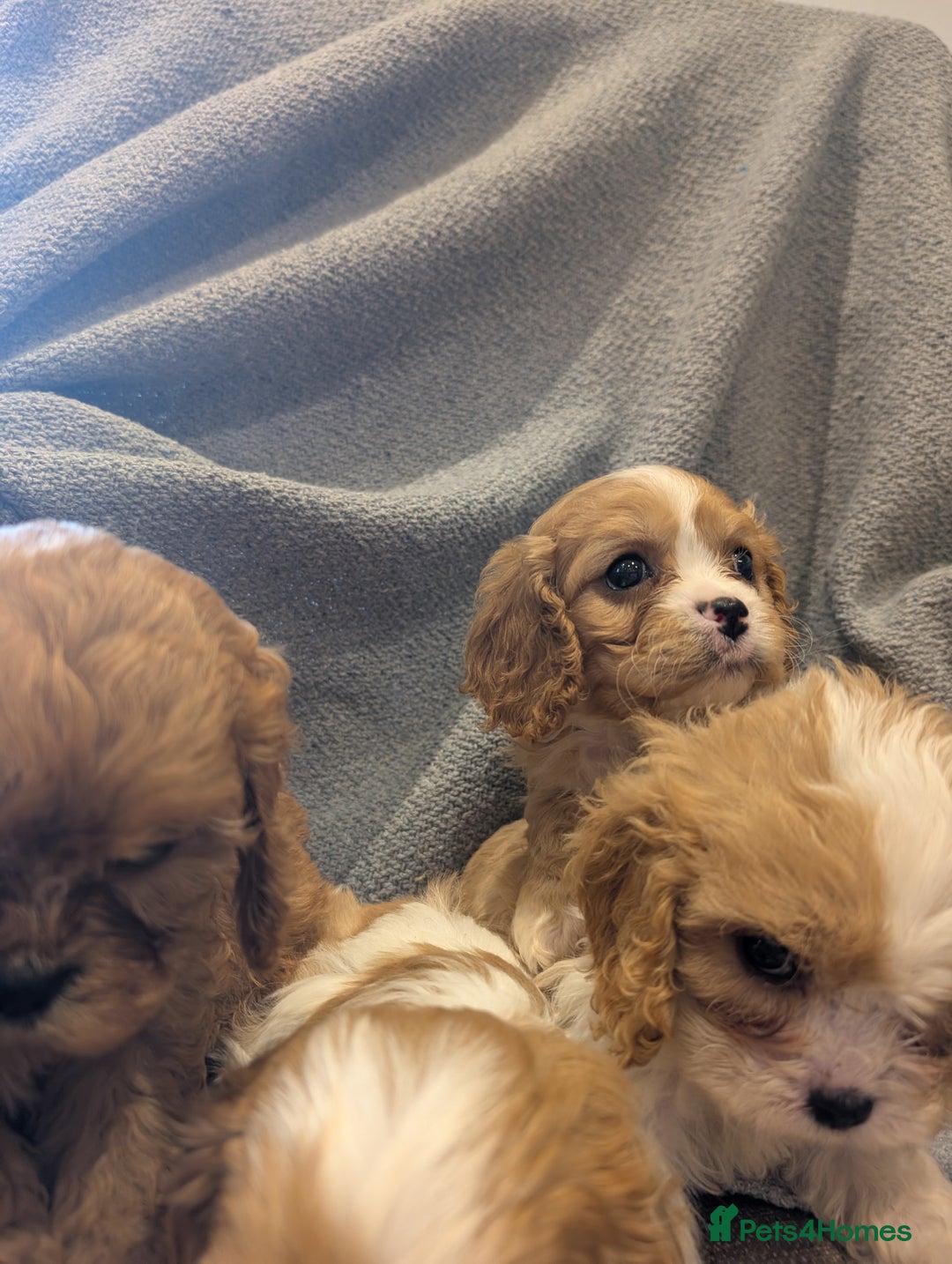 Cavachon dogs for sale: 8 STUNNING F1B CAVACHONS - Image 11