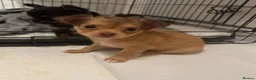 Chihuahua dogs for sale: Beautiful Chihuahua puppies seeking loving homes in Portsmouth - Advert 2