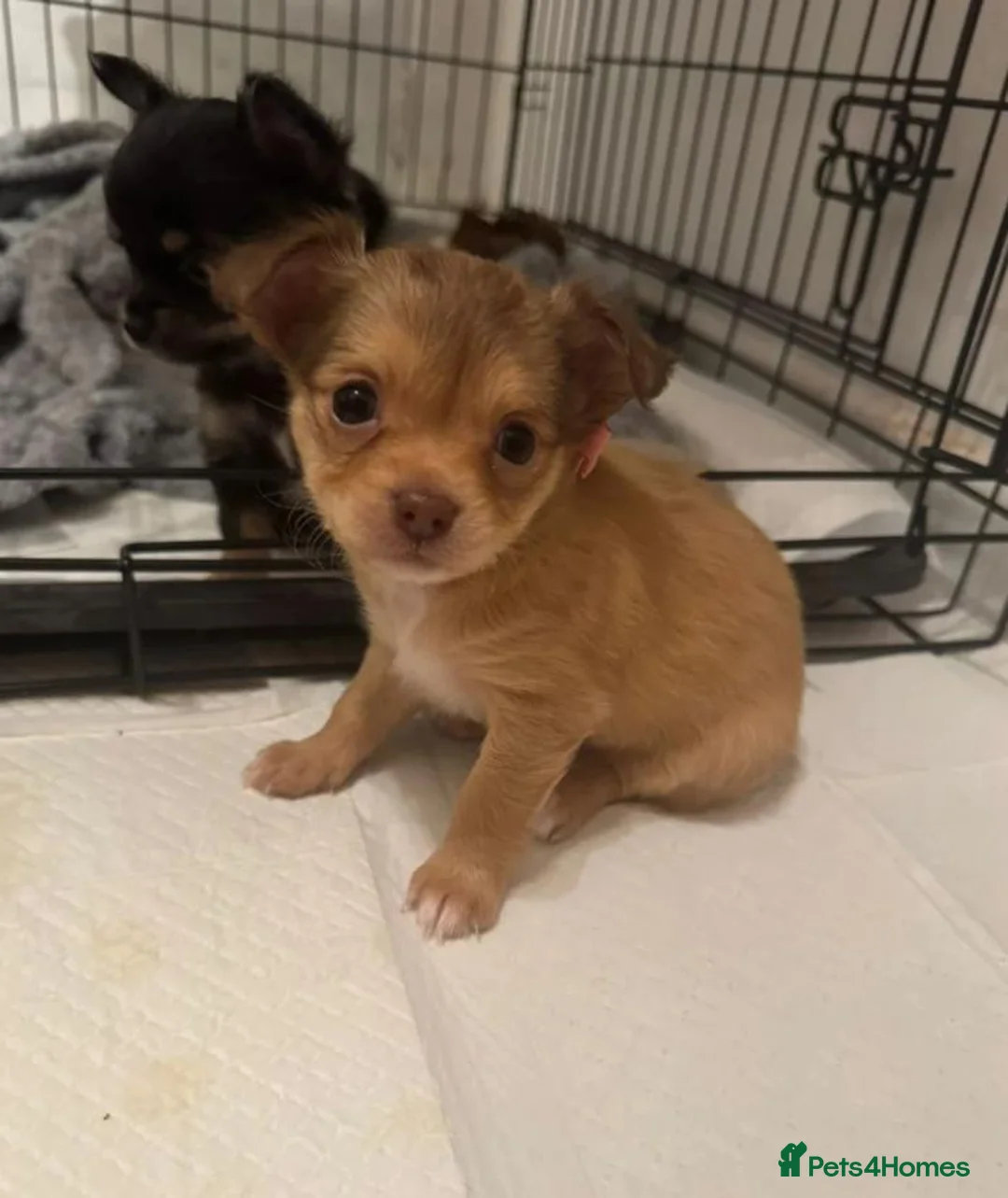 Chihuahua dogs for sale: Beautiful Chihuahua puppies seeking loving homes in Portsmouth - Advert 2