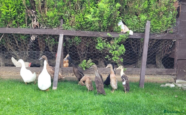 Ducks poultry - Advert 1
