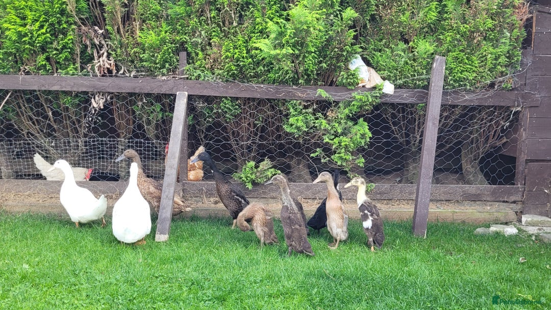 Ducks poultry for sale: Indian Runner ducklings  - Image 1