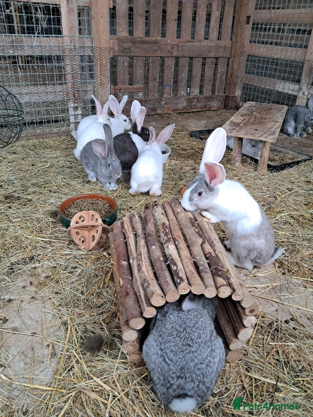 Continental Giant rabbits for sale: Continental giants in Shepton Mallet - Advert 7