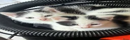 Mixed Breed cats for sale: Two bundles of mischief  - Advert 3