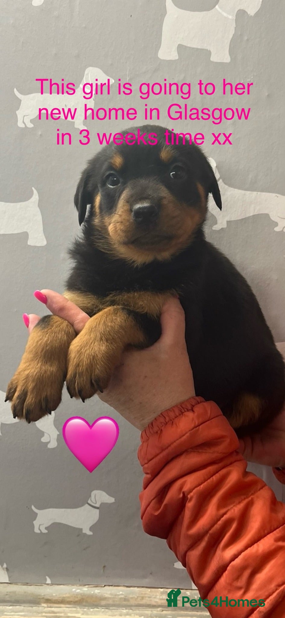 Rottweiler dogs Kc registered Rottweiler puppies - Advert 1