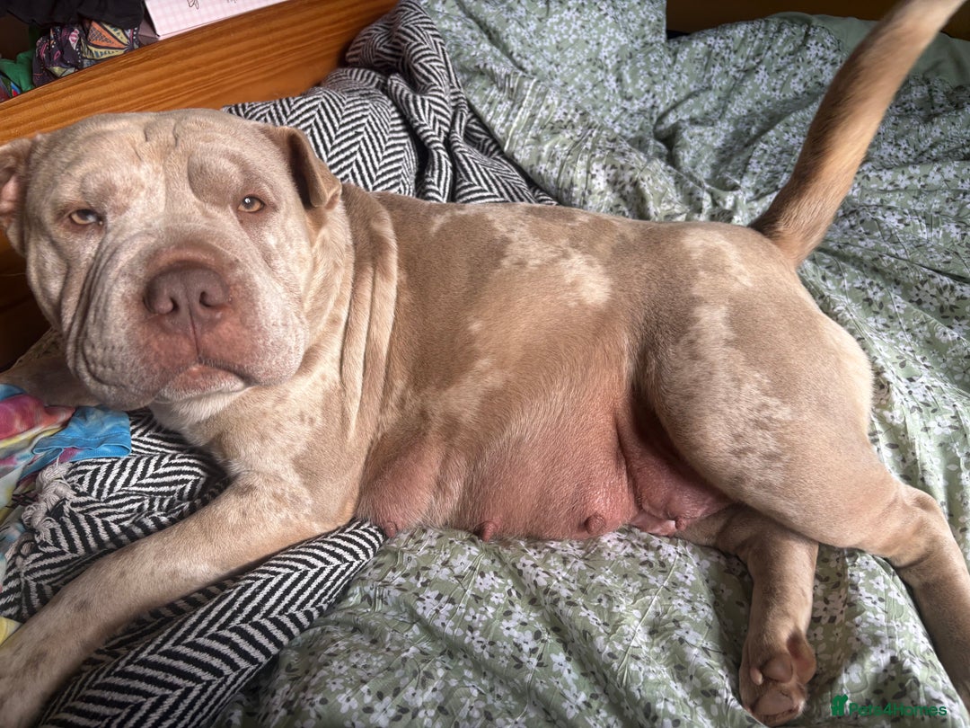 Mixed Breed dogs for sale: Bullpei puppies  - Image 9