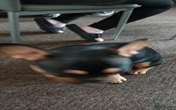 French Bulldog dogs for sale: French bulldog - Image 4