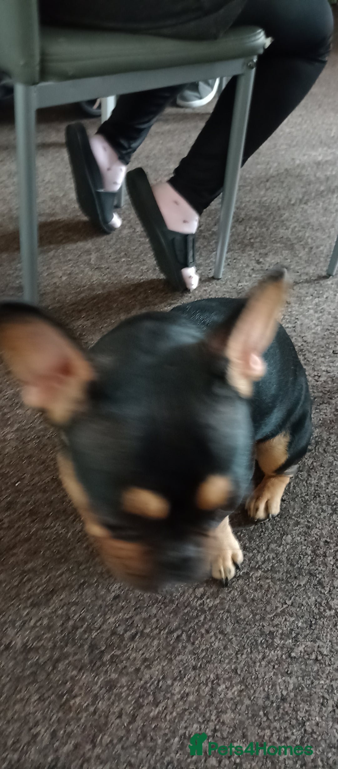 French Bulldog dogs for sale: French bulldog - Image 4