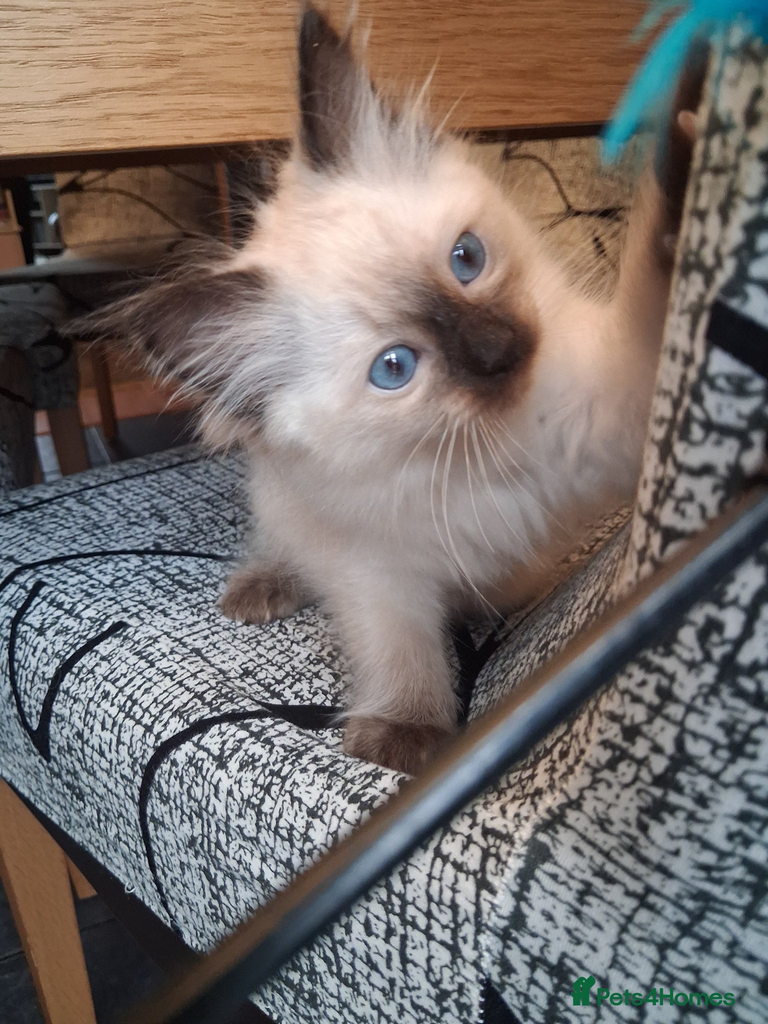 Ragdoll cats for sale: Ragdoll kittens ready 11th June after vet check - Advert 8