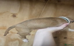 English Bull Terrier dogs for sale: Top Quality English bull terriers! - Advert 7