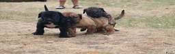 Presa Canario dogs for sale: World class presa canarios  - Advert 25