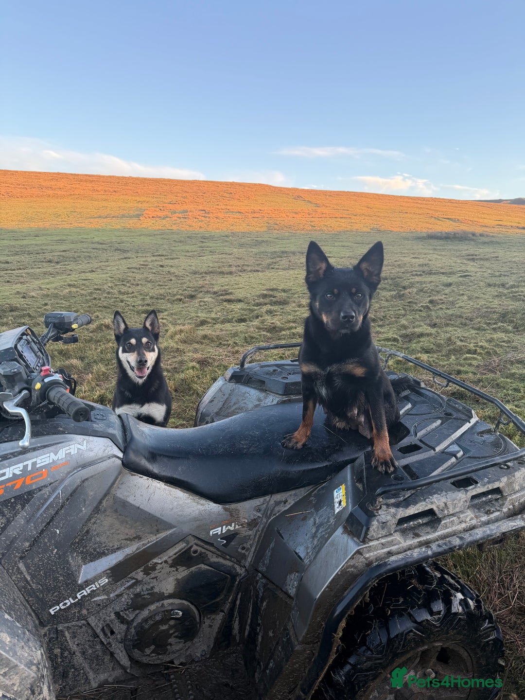 Mixed Breed dogs for sale: kelpie/blue heelers - Advert 8