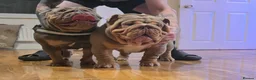 English Bulldog dogs for stud: Larry - Advert 8