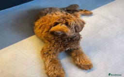 Australian Labradoodle dogs for sale: Australian Labradoodle For A New Home - Image 2