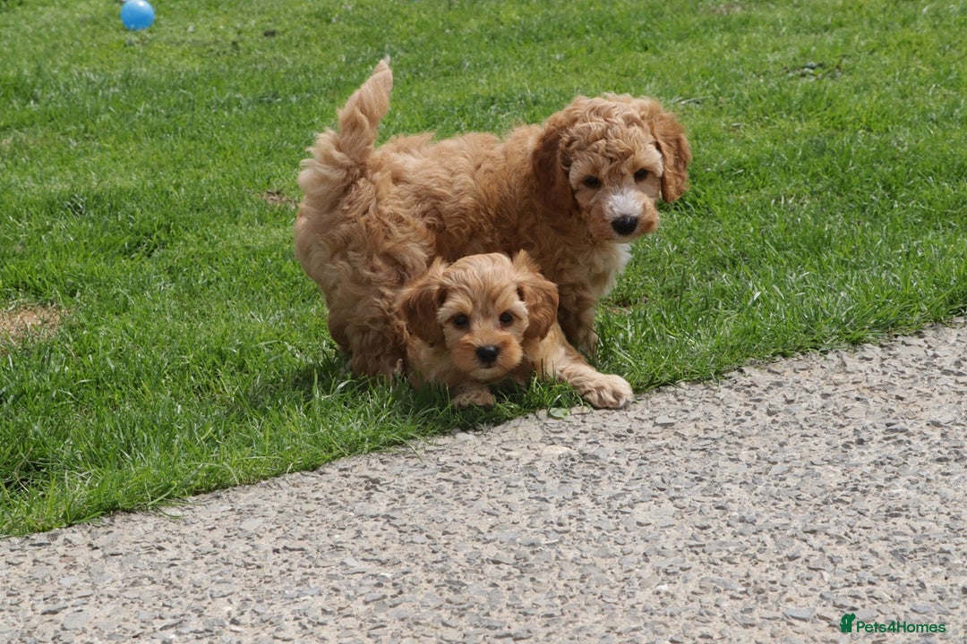 Cockapoo dogs for sale: Beautiful Cockapoo puppies for sale - Image 37