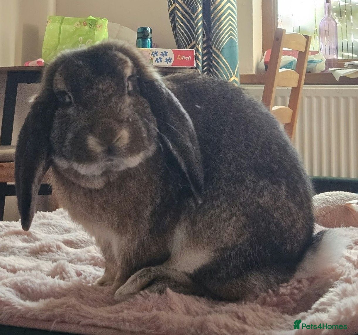 French Lop rabbits Very gentle litter trained Giant French Lop male  - Advert 18