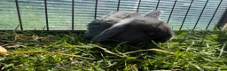 Mini Lop rabbits for sale: Litter of Mini lop Bunnies  - Advert 5