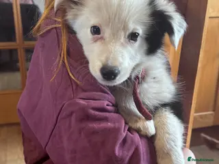 Border Collie dogs Border collies puppies - Advert 1