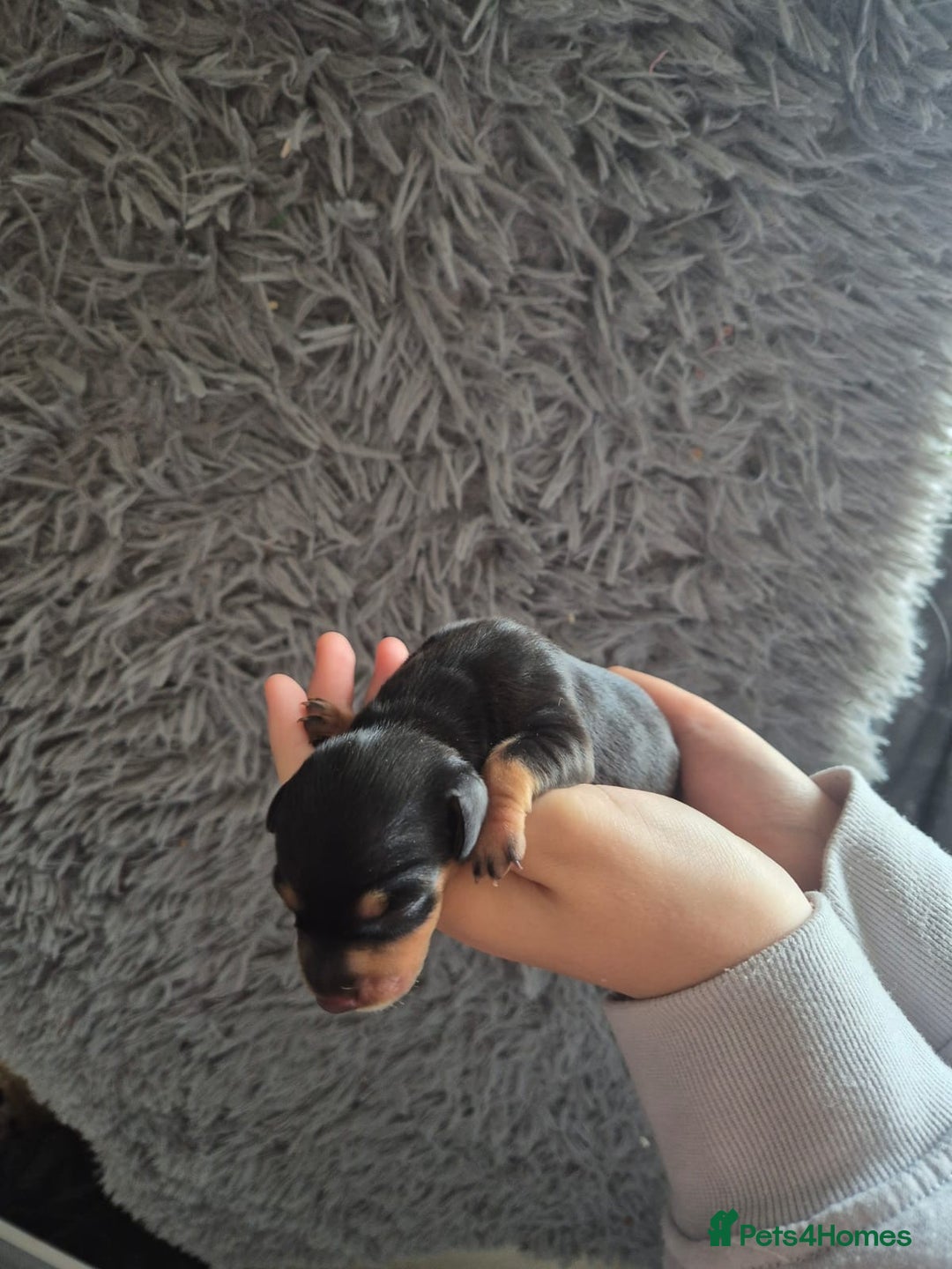Dachshund dogs for sale: Beautiful dachshund puppies  - Image 4