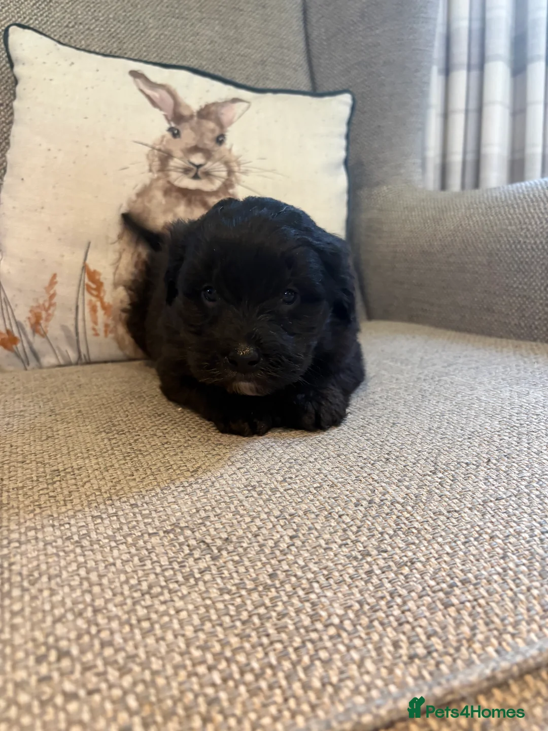 Bordoodle dogs for sale: Borderdoodle Puppies - Advert 7