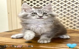Maine Coon cats for sale: 🐾🦁 *TICA* MAINE COON KITTENS 🧬 DNA CLEAR 🦁🐾 - Image 14