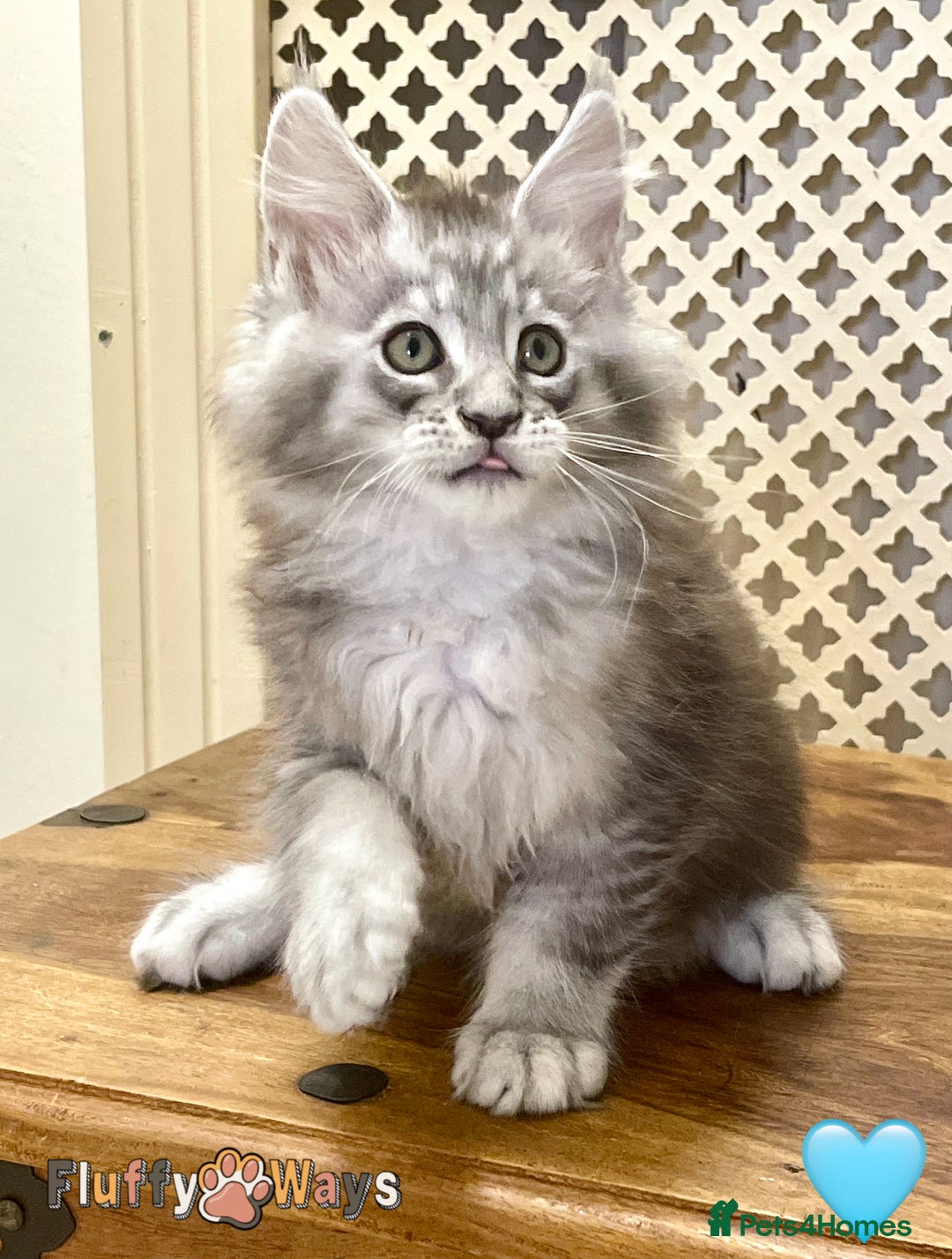 Maine Coon cats for sale: 🐾🦁 *TICA* MAINE COON KITTENS 🧬 DNA CLEAR 🦁🐾 - Image 14