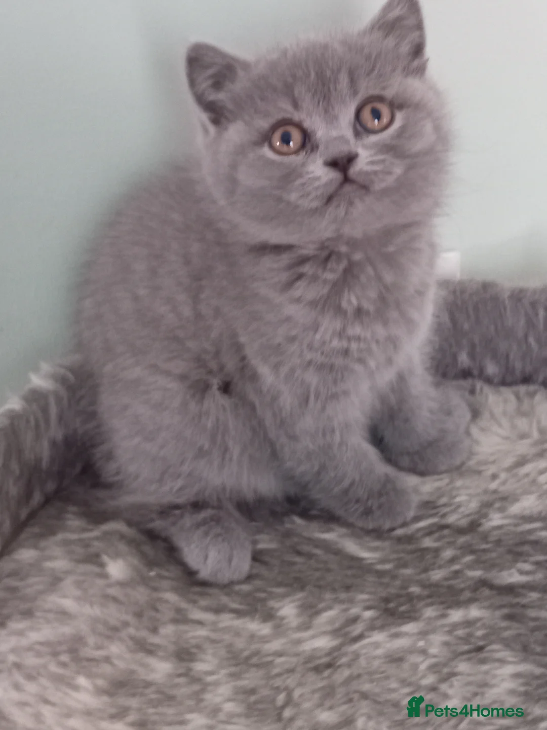 British Shorthair cats for sale: One beautiful British short-hair girl  - Advert 7