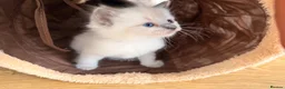 Ragdoll cats for sale: GCCF Registered Ragdoll Kittens - Advert 8